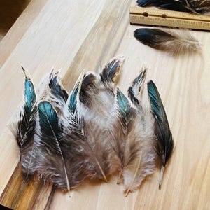 May include: A collection of feathers with iridescent teal and black tips and soft brown downy bases, arranged alongside a wooden ruler showing measurements in inches, with some feathers displaying a distinct metallic green sheen on the edges.