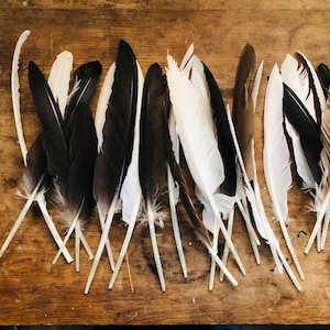 Cruelty free wing feathers, seconds.  20 imperfect assorted primaries from free range chickens and ducks