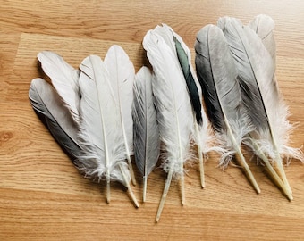 13 medium grey duck wing feathers, 7-9 inches long, cruelty free, from organic, free range muscovy ducks (m41)