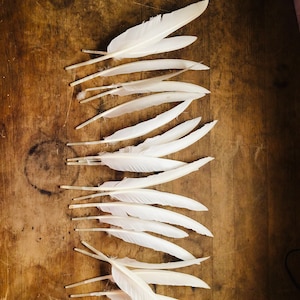 Cruelty free wing feathers,  20 imperfect white primaries from free range ducks (L19)