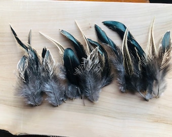 18 black and cream 4-6 inches long tail feathers from a free range rooster.  Sustainably sourced, natural feathers (s4)