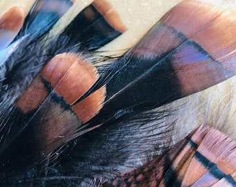 large bronze turkey tail feathers!  cruelty free!  15 long, iridescent feathers (7-8").    free range, all natural  feathers (m36)