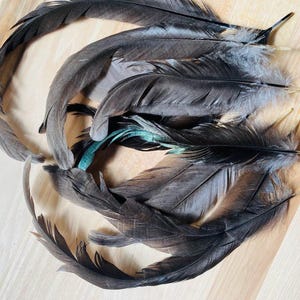 May include: A collection of natural feathers in shades of dark gray, charcoal, and black, featuring soft downy barbs at the base and elongated, tapered quills. One feather displays a distinct iridescent teal or green sheen along its central shaft.