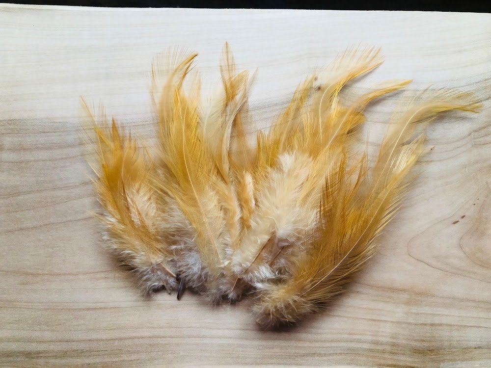 Cruelty Free Feathers 25 Perfect Buff / Gold Feathers From a Buff Orpington  Rooster 
