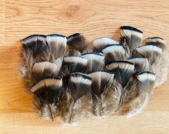 15 med small Narragansett turkey feathers, tan with black trim feathers. 3-4"  cruelty free, pasture raised