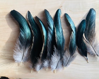 Cruelty free feathers, 8 black with white highlights rooster tail feathers, all natural feathers, organic, free range (s3