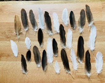 cruelty free duck feathers for crafts.  25 Assorted flat duck feathers, grey, beige, white, from pasture raised, organic ducks.  All natural