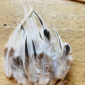 white Delaware rooster feathers, 35 assorted, natural, cruelty free, feathers for earrings