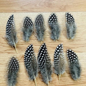 May include: Ten decorative feathers with a speckled black and white pattern on a gray base. The feathers are arranged on a light brown wooden surface. The feathers are likely used for crafting or decorative purposes.