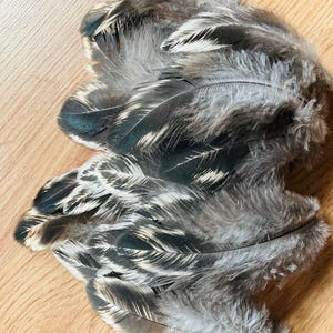 May include: A collection of gray and black feathers with white accents. The feathers have a soft, fluffy texture and are arranged in a loose pile. The feathers are likely from a bird and could be used for crafting or decoration.