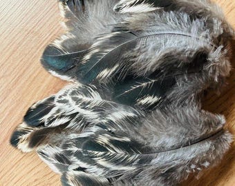 25 black and white round feathers, panda, natural craft feathers, cruelty free feathers