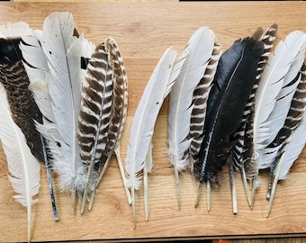 Cruelty free turkey feathers, seconds.  20 imperfect assorted big turkey feathers from free range birds (L16)