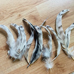May include: A collection of six long, slender feathers featuring a natural color palette of white, cream, and dark gray. Each feather displays distinct horizontal striping and tapered, curved tips, with soft, downy filaments visible at the base.
