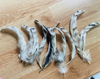 11 tail feathers 7-9 inches long, black and white striped tail feathers from a free range rooster, cruelty free feathers (m53)
