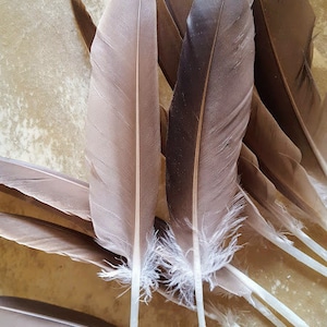 Cruelty free feathers, 10 medium brown wing feathers from a free range muscovy duck.  Duck feathers wing feathers