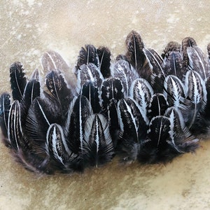 cruelty free feathers 35 silver pheasant, black and white patterned feathers from a domestic chicken, feathers for earrings, natural image 1