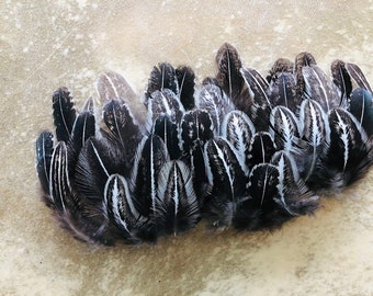 cruelty free feathers - 35 silver pheasant, black and white patterned feathers from a domestic chicken, feathers for earrings, natural