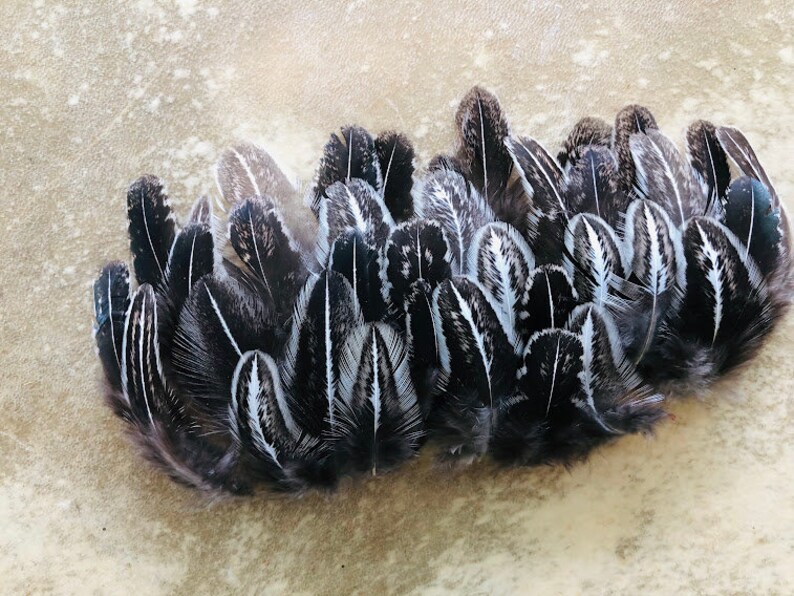 cruelty free feathers 35 silver pheasant, black and white patterned feathers from a domestic chicken, feathers for earrings, natural image 1