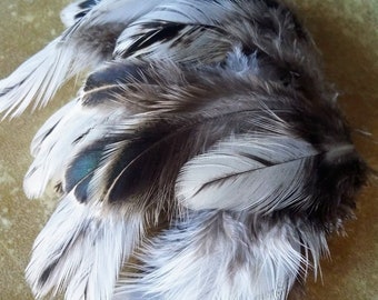 ethical feathers: black and white round feathers, 35 assorted, natural, craft feathers, cruelty free feathers