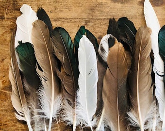 20 Sustainably sourced wing feathers, seconds.  Medium sized imperfect assorted primaries from free range chickens and ducks