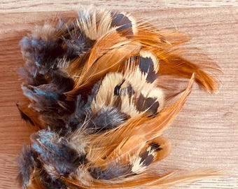 50 buff and black feathers from a Sicilian buttercup rooster