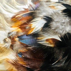 25 multicolored feathers from a Salmon Faverolles rooster, heritage breed, free range, organic, sustainably sourced