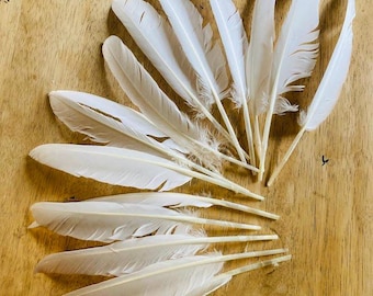 15 long white duck feathers, large wing feather bundle, cruelty free, from organic, free range muscovy ducks