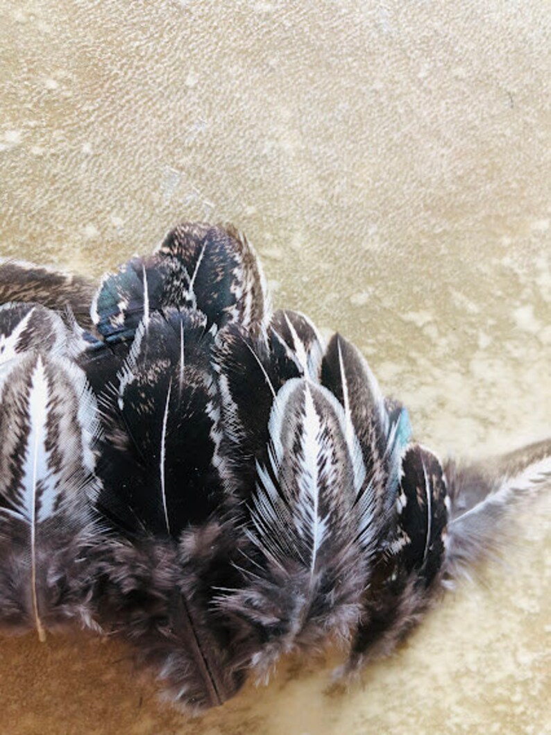 cruelty free feathers 35 silver pheasant, black and white patterned feathers from a domestic chicken, feathers for earrings, natural image 4