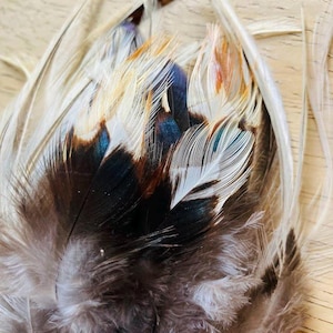 May include: Close-up of a collection of decorative feathers. The feathers display a mix of colors, including brown, white, and accents of blue and orange. The feathers have a soft, textured appearance, and are likely used for crafting or decorative purposes.