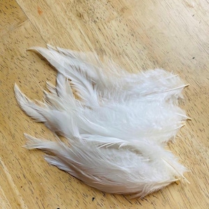 Puede incluir: Un conjunto de plumas blancas y suaves con barbas delicadas y vellosas y cañones puntiagudos. Las plumas están dispuestas en un grupo suelto y superpuesto, mostrando su textura natural y ligera, así como su coloración blanca brillante y limpia.