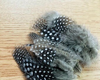 guinea feathers, 25 small black and white polka dot spotted feathers, from a free range, organic, pasture raised bird
