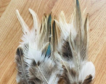 35 golden Delaware feathers, cream colored and black rooster feathers, all natural, cruelty free, feathers for earrings, fascinator