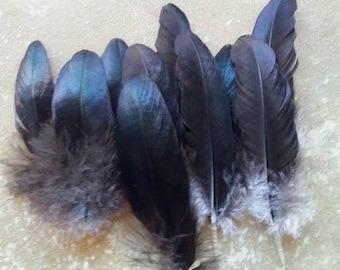 Cruelty free feathers - 10 black secondary wing feathers, from organic, free range chickens, (s61)