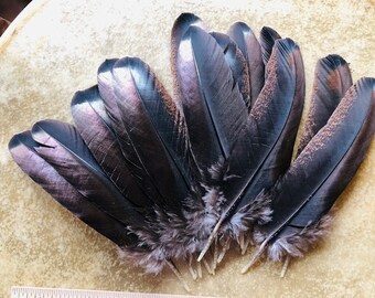 14 awesome, iridescent bronze tail feathers from a free range organic turkey, 7-8  inches long, cruelty free feathers (m34)