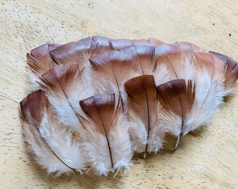 15 medium Bourbon Red turkey feathers. 3-5" (med-small) cruelty free, pasture raised