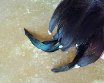 cruelty free feathers - 11 shiny black rooster tail feathers with white tips 4-6 inches long, shiny black (s63)