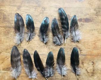 Cruelty free feathers - 12 black and dark grey barred secondary wing feathers, from organic, free range chickens, (s14)