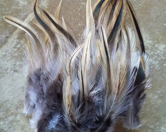 35 golden Delaware hackles feathers, cream colored and black rooster feathers, all natural, cruelty free, feathers for earrings, fascinator