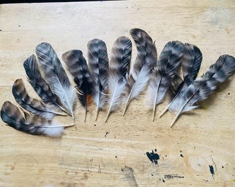 11 black and grey barred wide tail feathers from a free range organic chicken (m50)