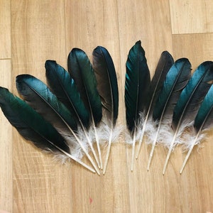 10 shiny black primaries, 9-10 inch medium wing feathers, sustainably sourced from organic, free range muscovy ducks (m)
