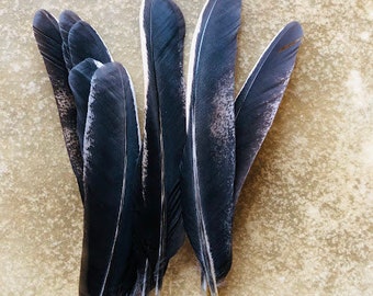 10 black wing feathers with a little white from a free range organic chicken, Cruelty free feathers,  (m33)