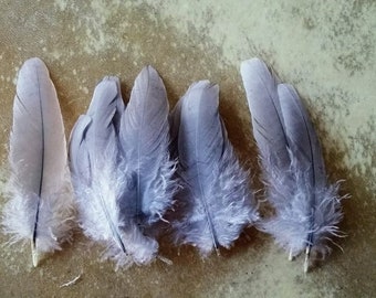 Cruelty free feathers - 12 soft grey small wing feathers, organic, free range chickens, all natural (s9)