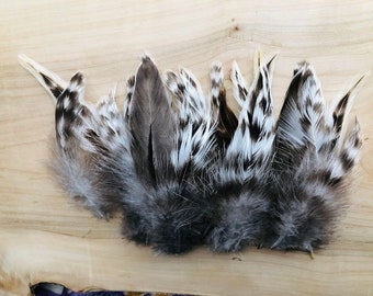 19 irregular barred tail feathers 4-6 inches long, awesome black, grey, and white fluffy tail feathers from a free range rooster (s70