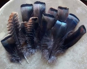 12 awesome iridescent and striped bronze wing feathers from a free range organic turkey, 4-7 inches long, cruelty free feathers (s81)