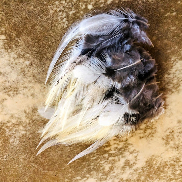 cruelty free feathers - white Fayoumi rooster feathers, 50 assorted, natural, cruelty free, heritage breed chicken, craft feathers