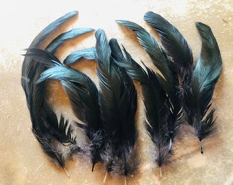 cruelty free feathers - 10 long shiny black tail feathers, 5.5-11.5 inches long, shiny black (m38)