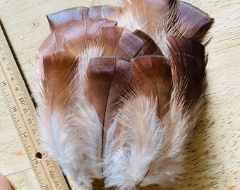 15 long, fluffy, auburn red feathers from a royal palm turkey 5"-6" (Ls).  cruelty free feathers