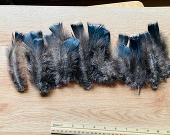 15 med large black fluffy tail feathers from a black turkey 5"-7,"  cruelty free feathers, turkey tail