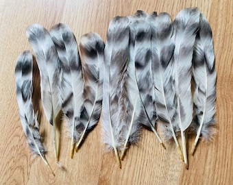 10 black and white striped wide tail feathers from a free range organic chicken, cruelty free (m52)