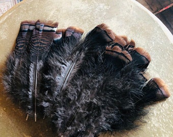 large bronze turkey tail feathers!  cruelty free!  20 long, iridescent feathers (7-8").    free range, all natural  feathers (m37)